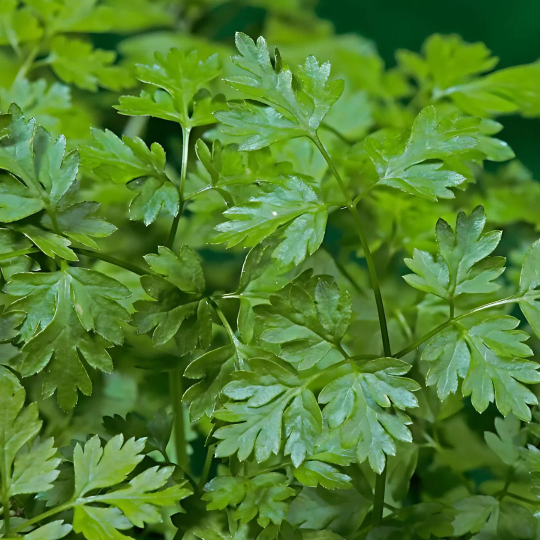 vertissimo chervil flower seeds