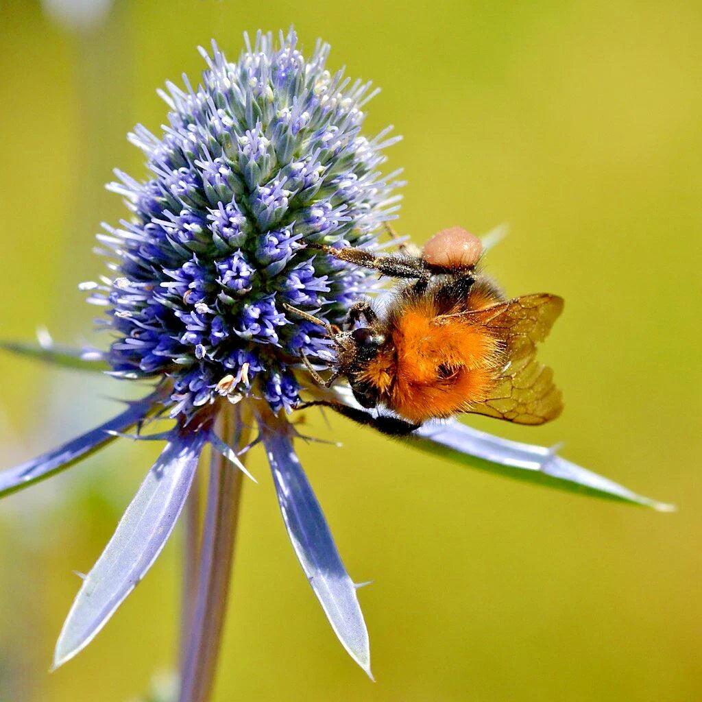 blue eryngium flower seeds