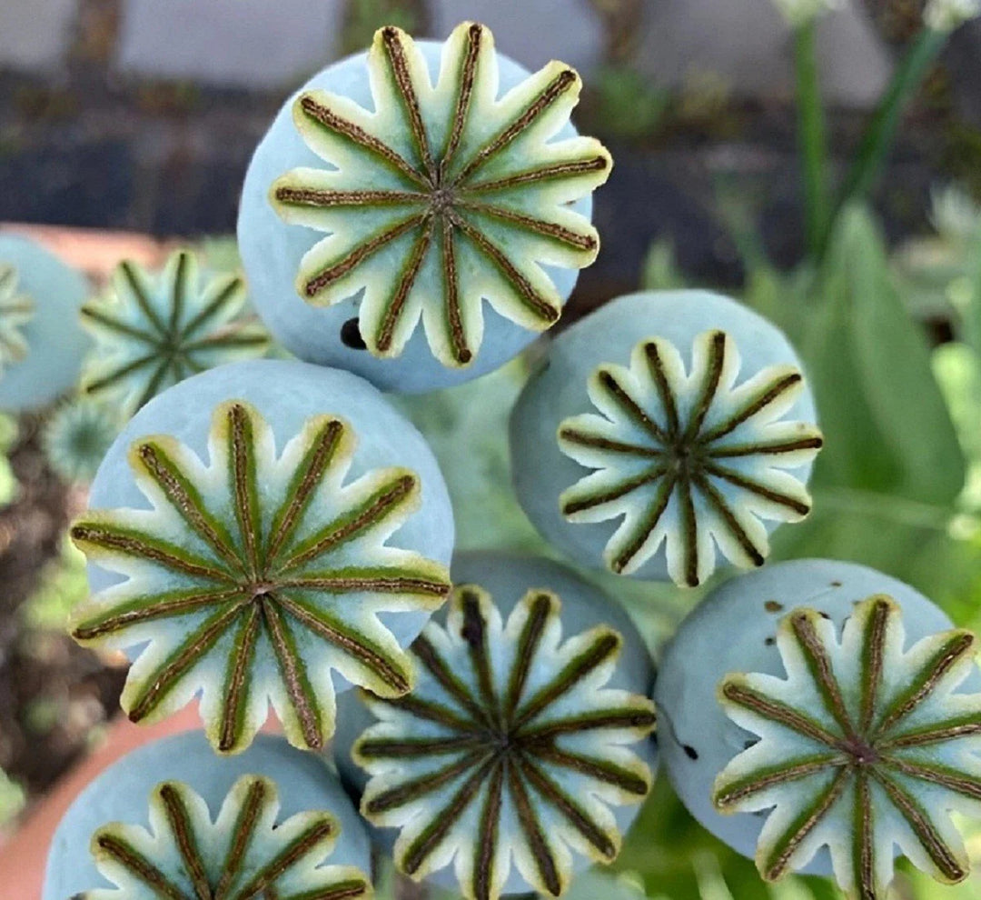 giganteum papaever flower seeds