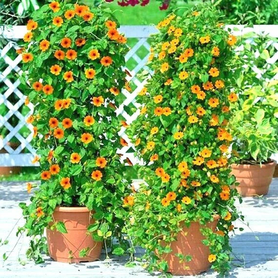 black eyed flower seeds