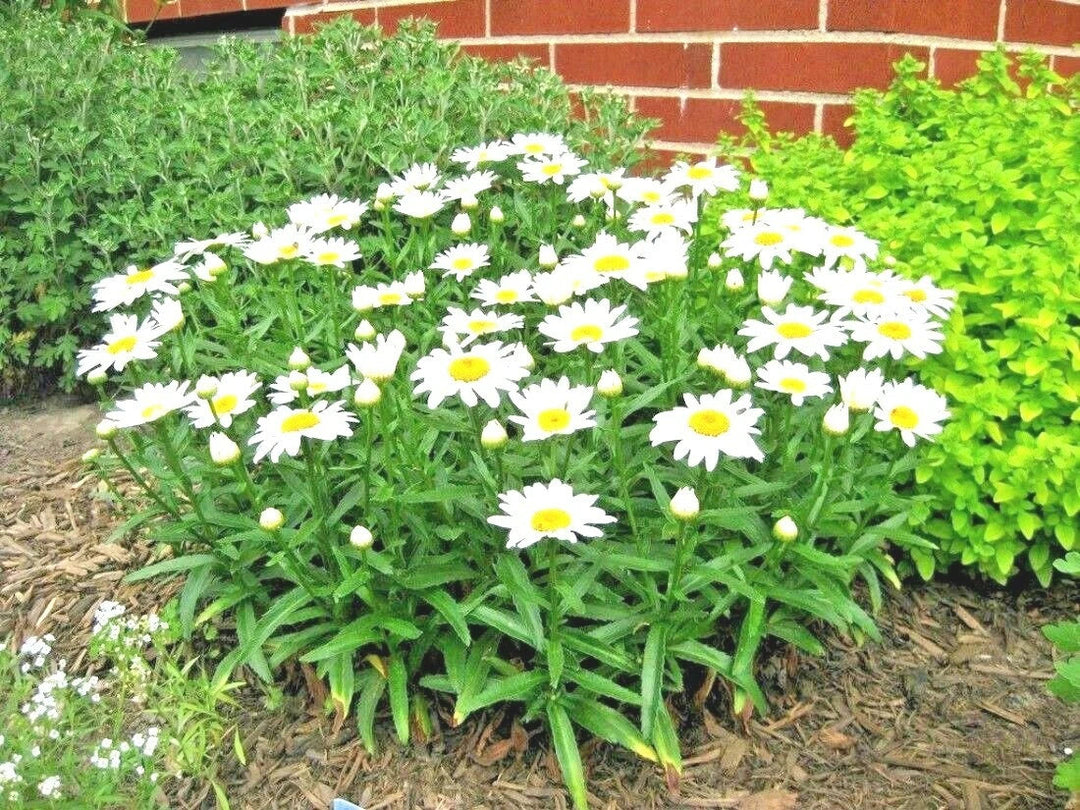 silver princess flower seeds