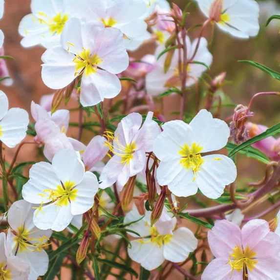 pale evening flower seeds