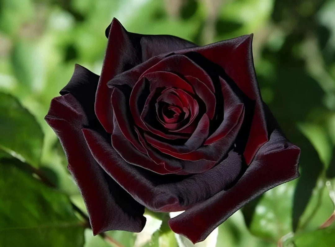 red black flower seeds