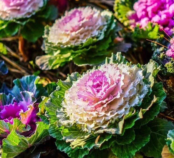 kale ornamental flower seeds