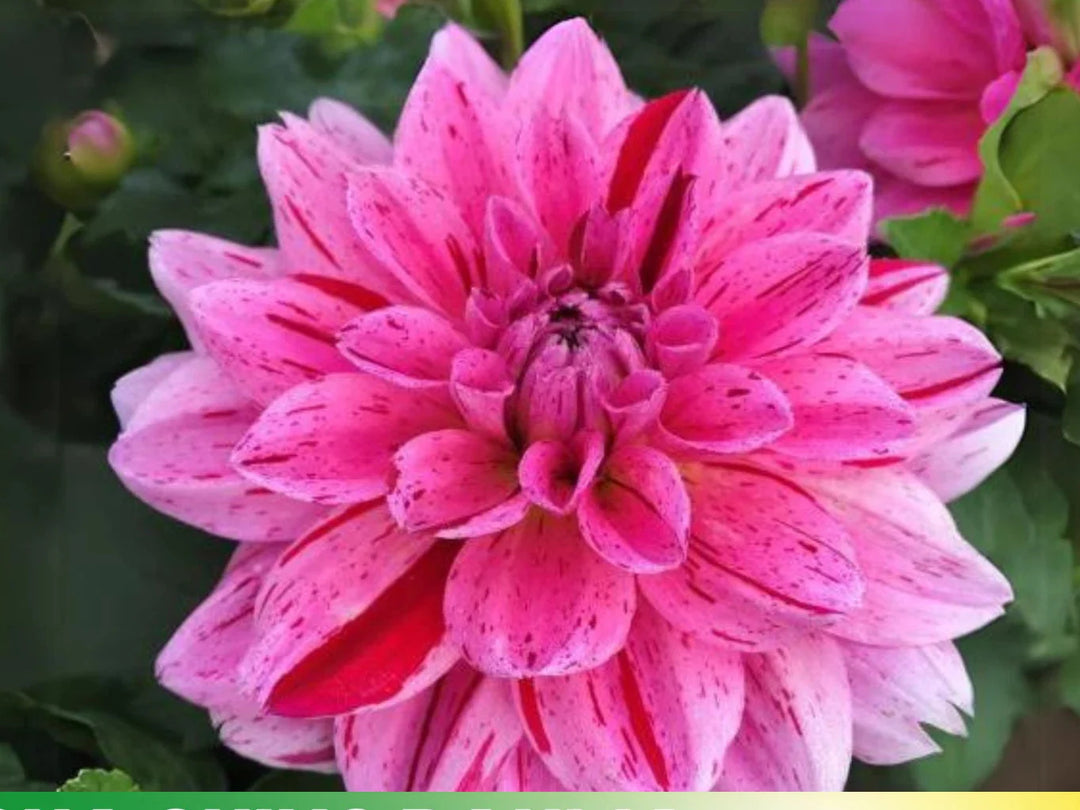 cherish dahlia flower seeds