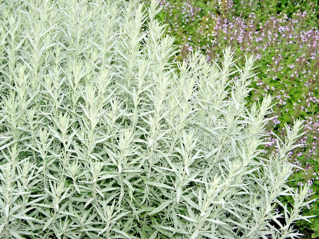 white prairie flower seeds