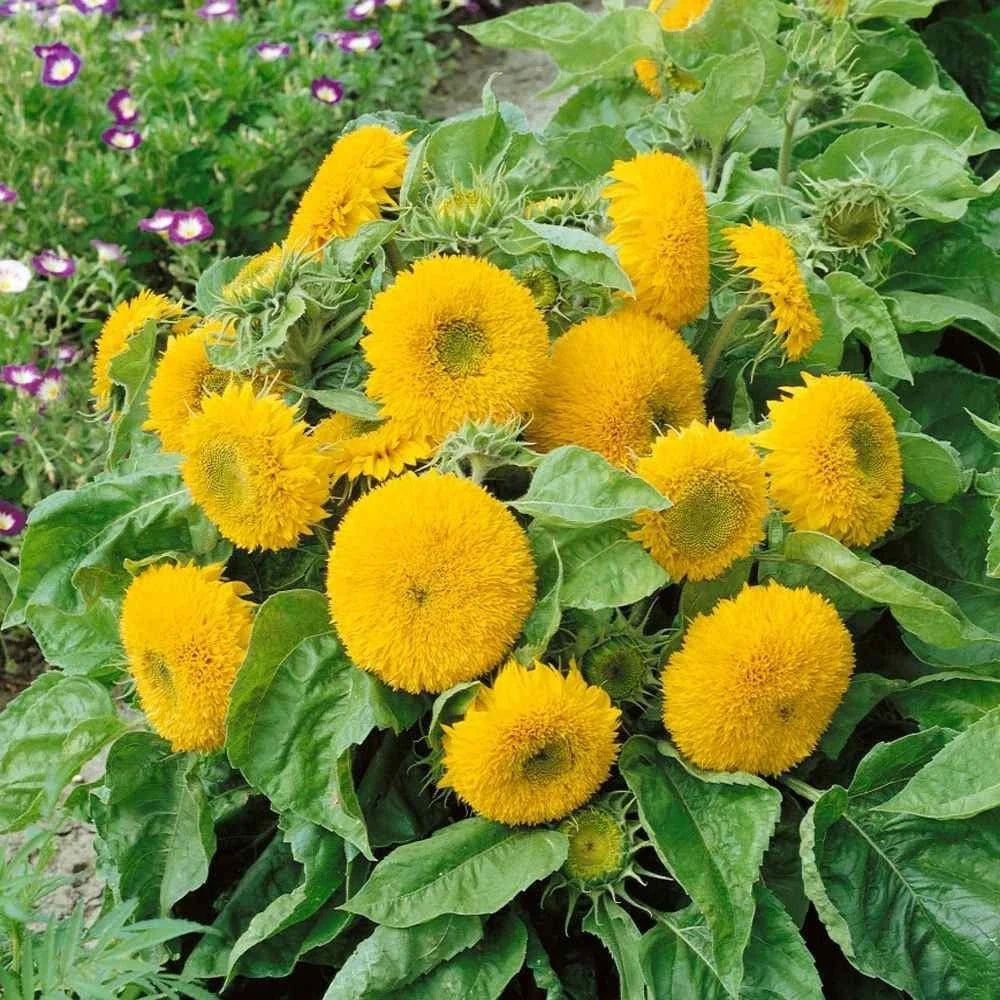 double dwarf flower seeds