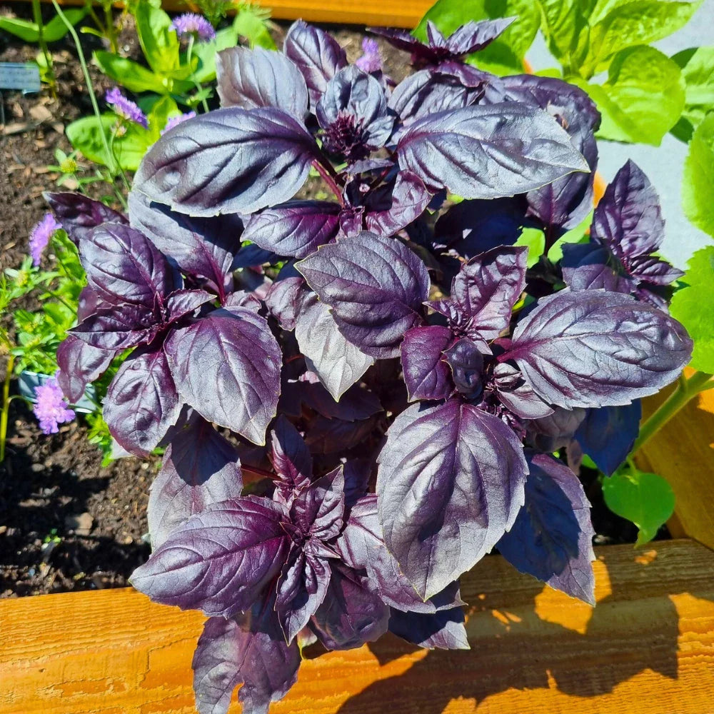 purple purple flower seeds
