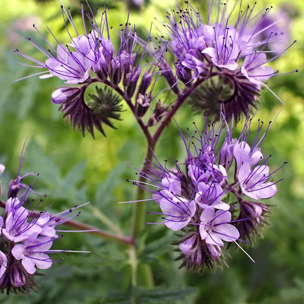 lacy phacelia flower seeds