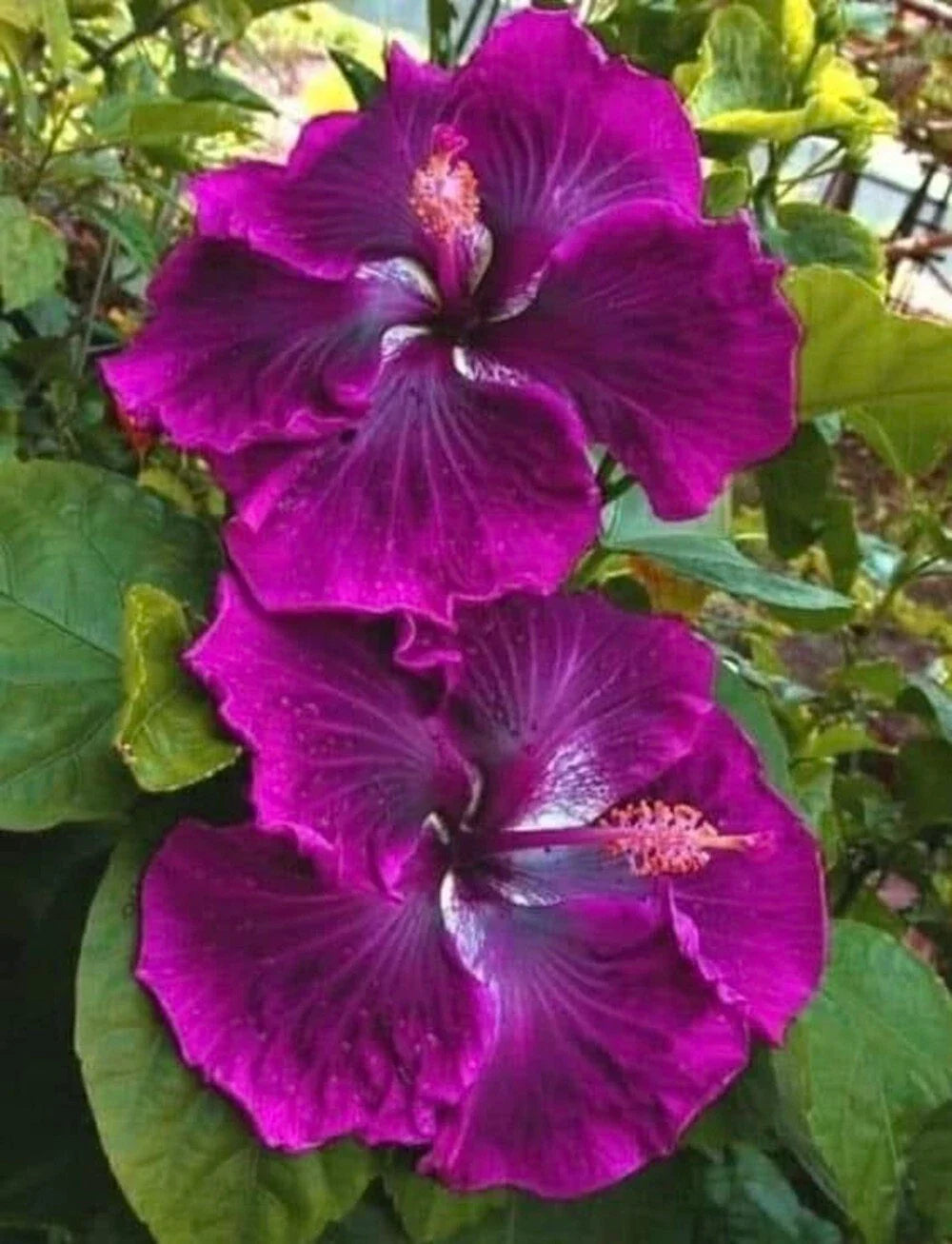 purple hibiscus flower seeds