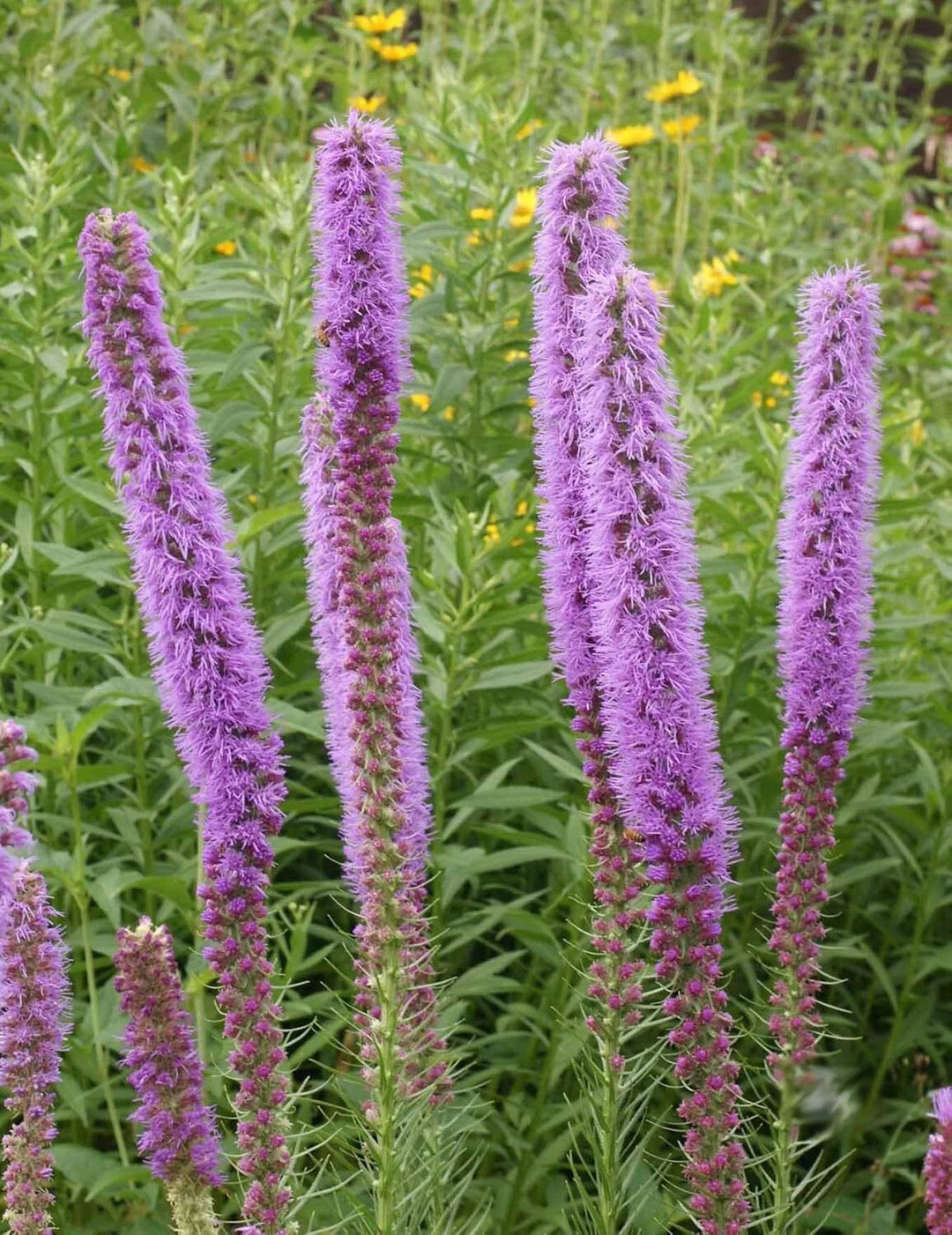 thickspike gayfeather flower seeds