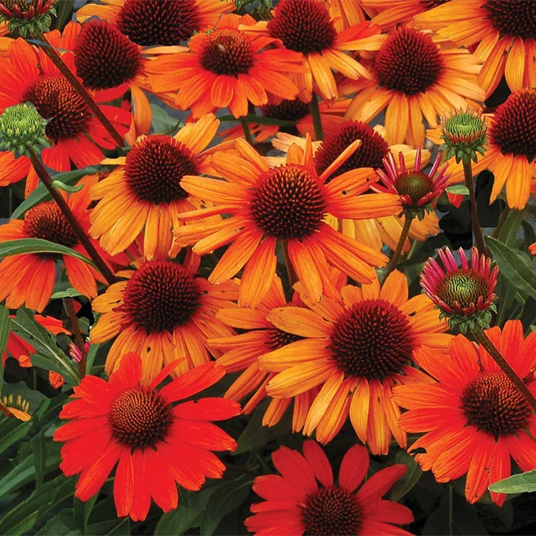 orange bright flower seeds