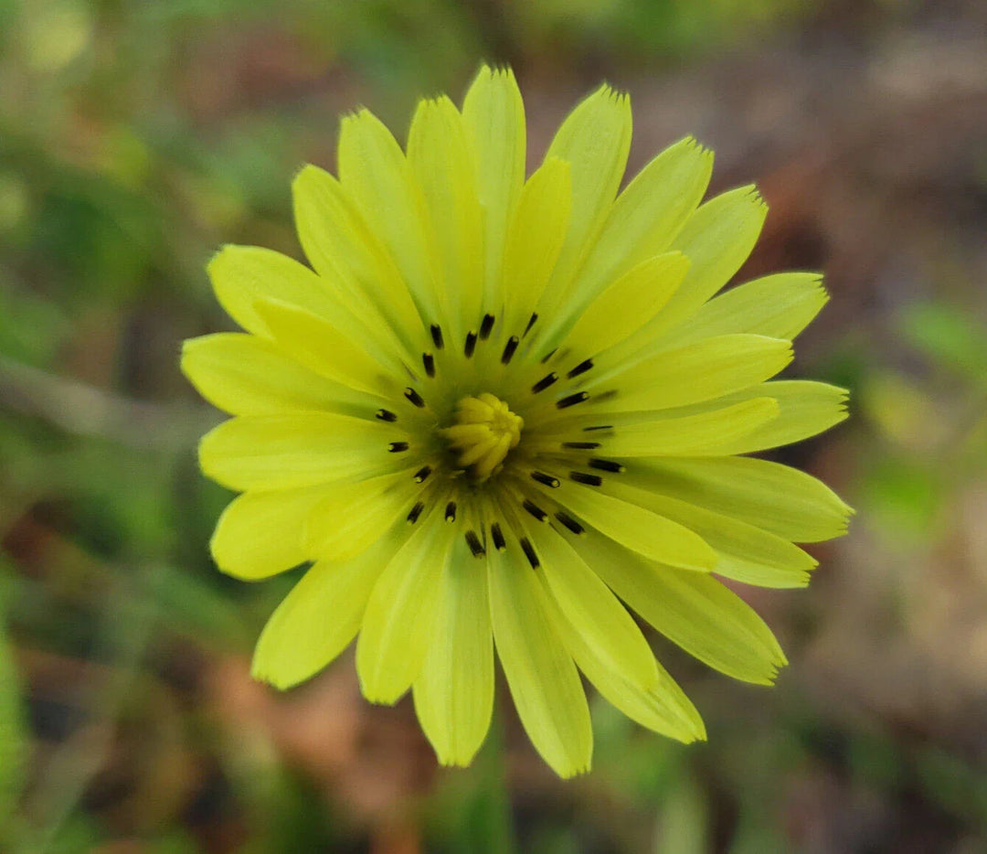 carolina desert flower seeds