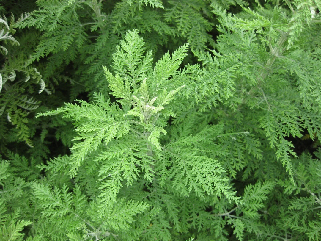 artemisia annua flower seeds