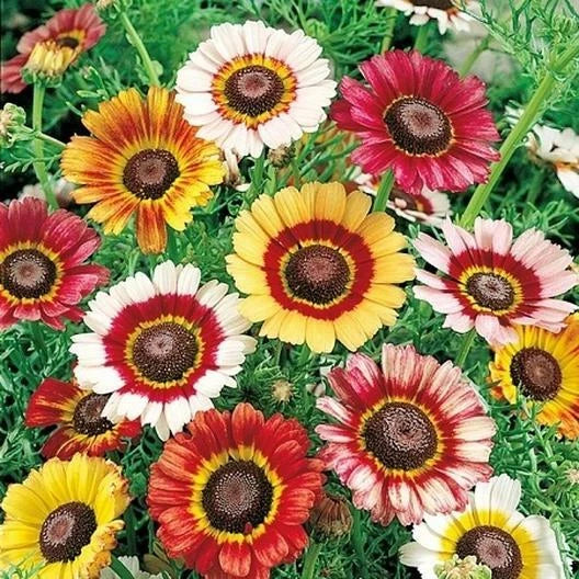 painted daisy flower seeds