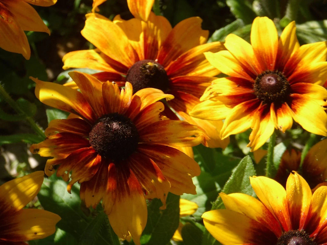 rudbeckia autumn flower seeds