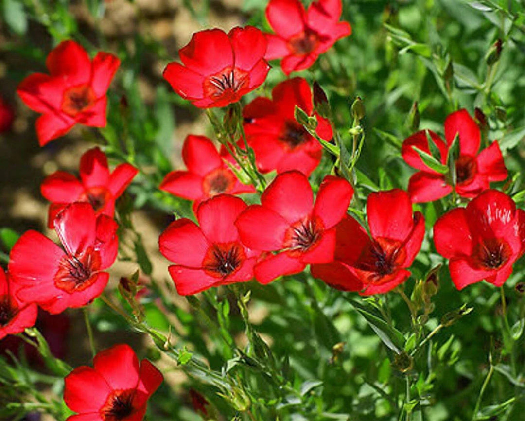 red scarlet flower seeds