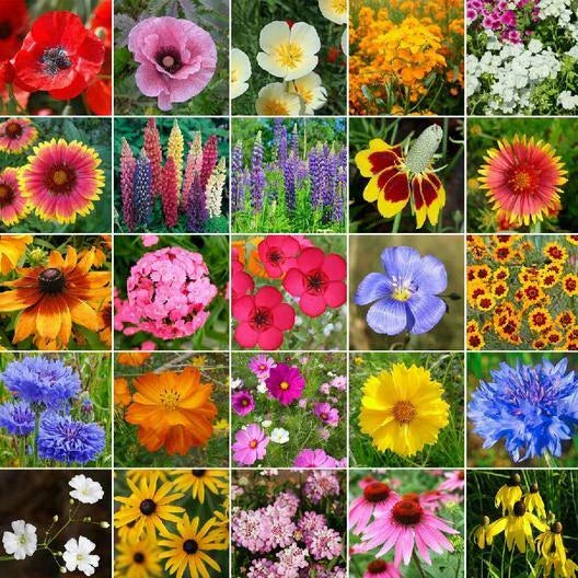 wildflower mix flower seeds