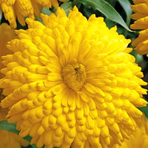 golden yellow flower seeds