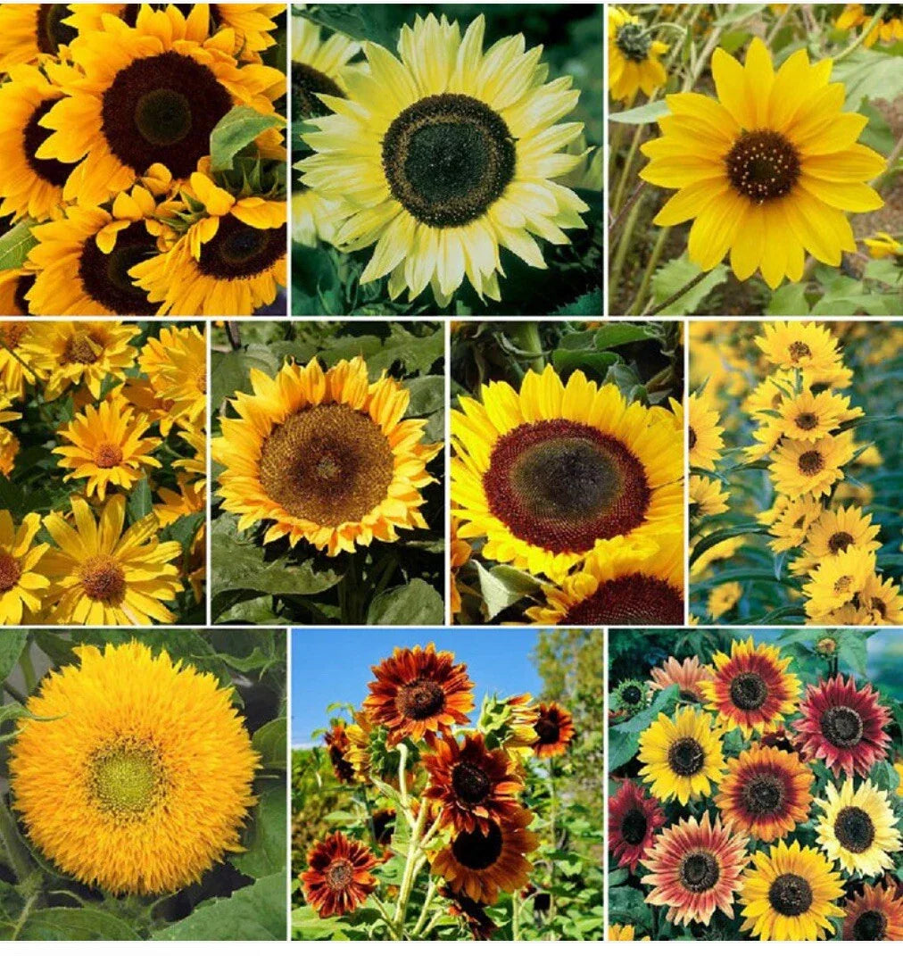 sunflower mix flower seeds