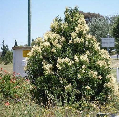 ligustrum lucidum flower seeds