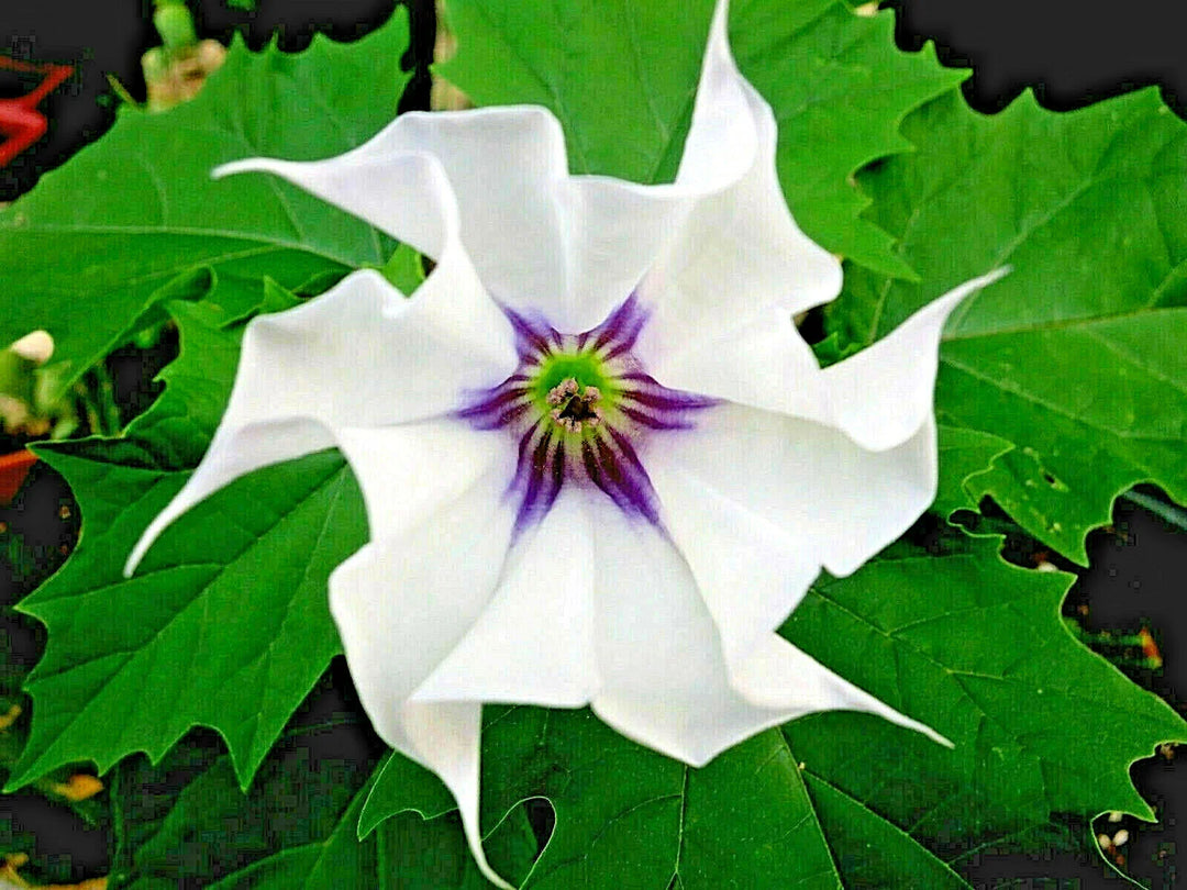 datura stramonium flower seeds
