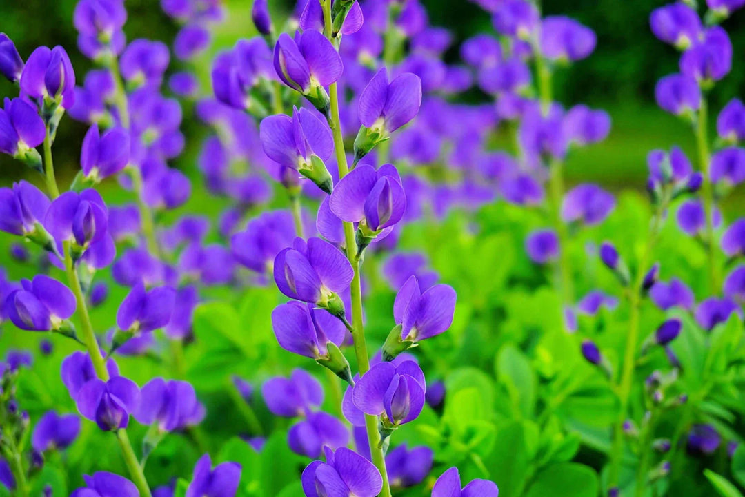 blue false flower seeds