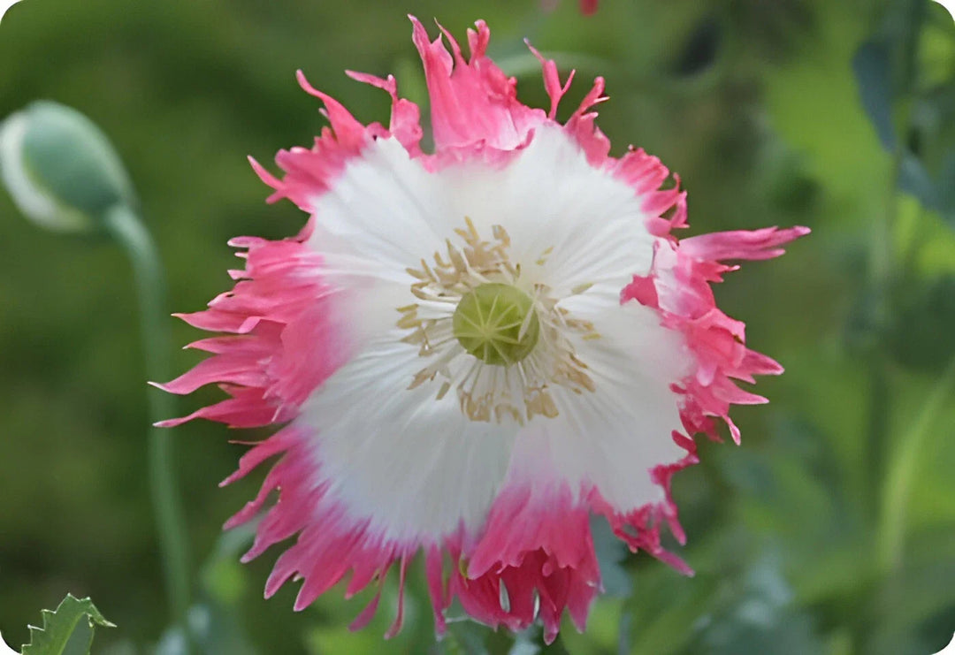 white pink flower seeds