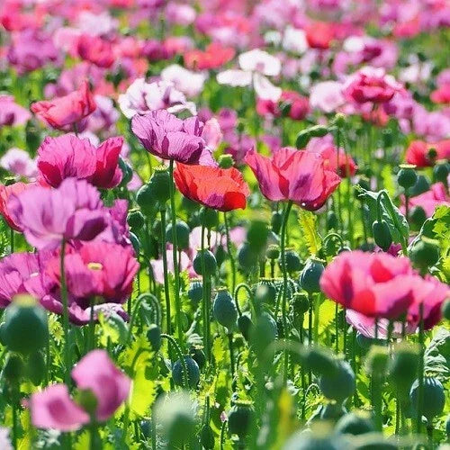 gorgeous mixed flower seeds