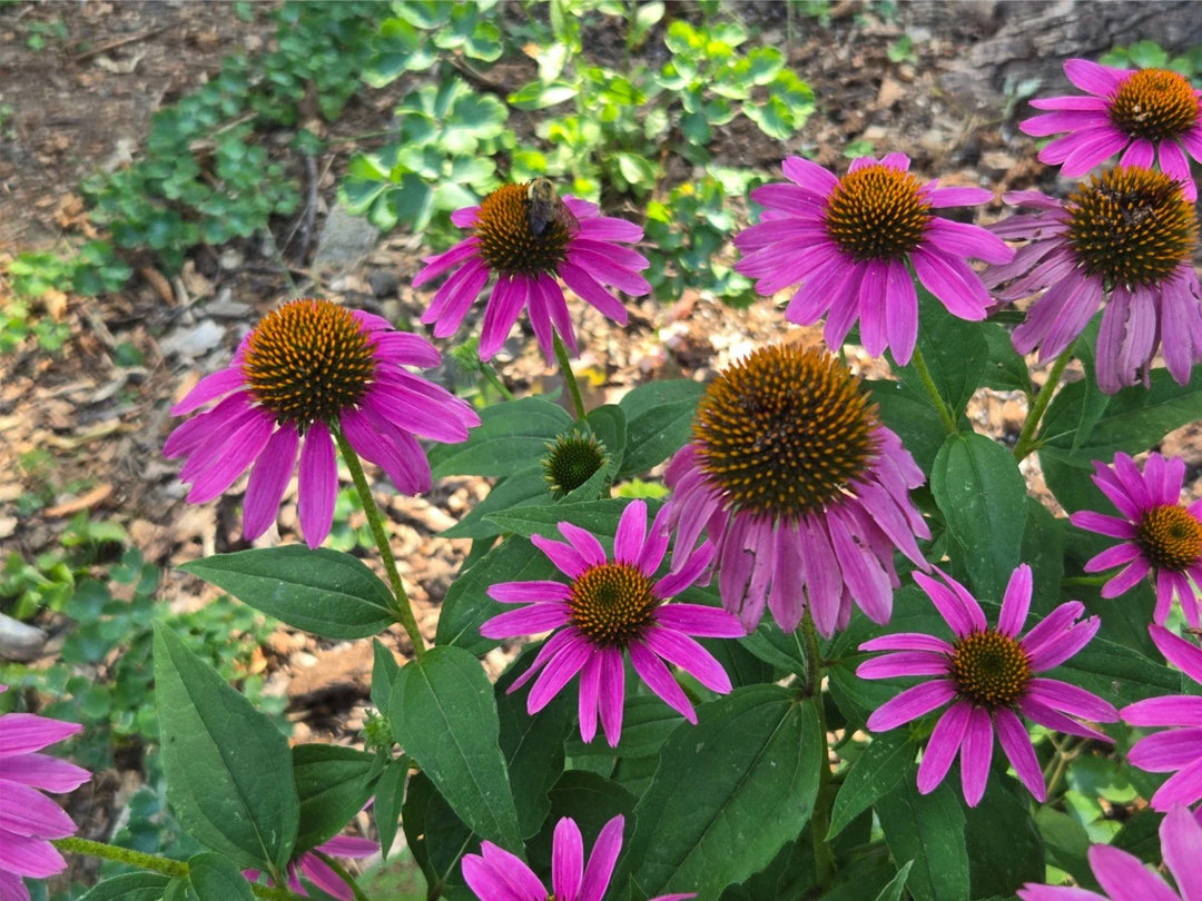 purple gram flower seeds
