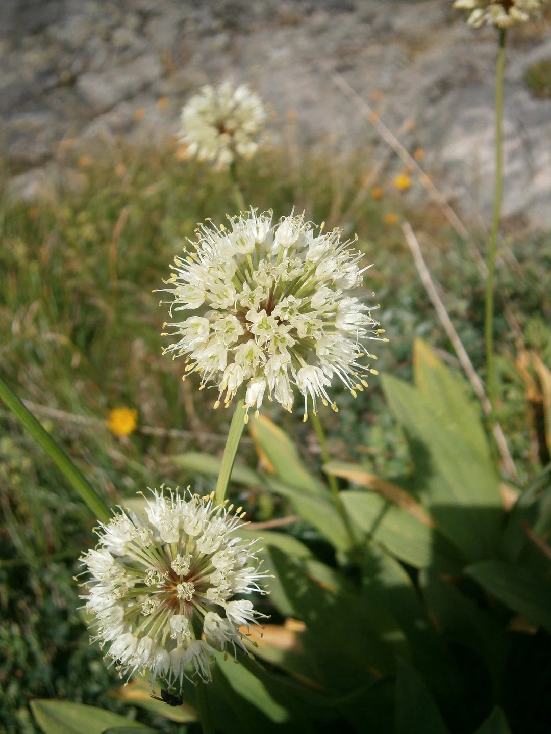 victory onion flower seeds