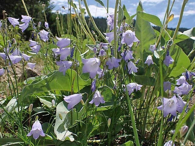 campanula rotundifolia flower seeds