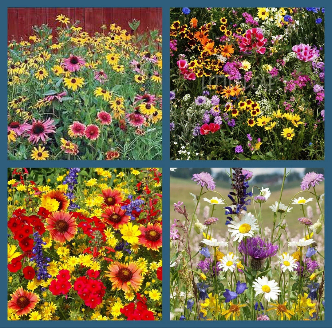 wildflower mix flower seeds