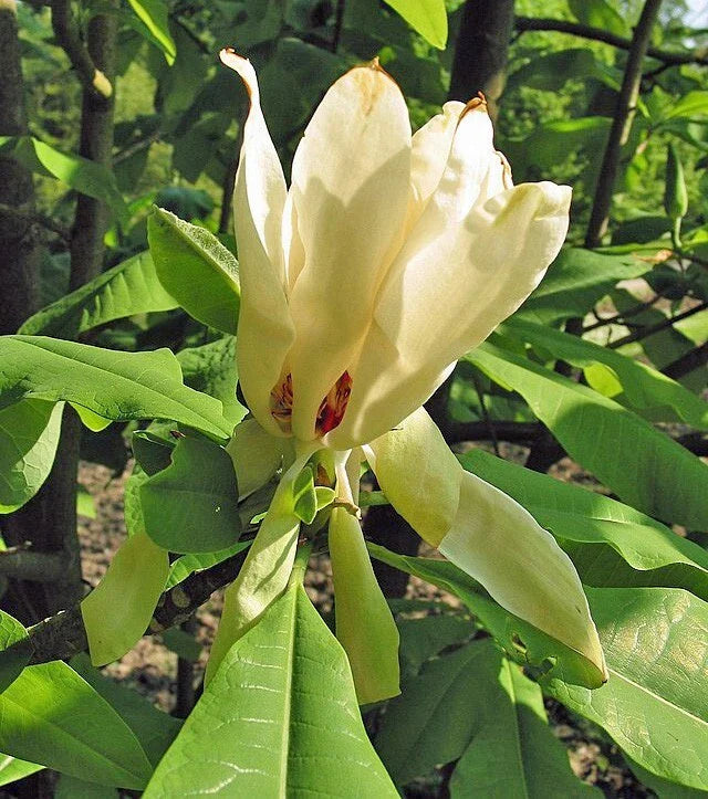 magnolia tripetala flower seeds