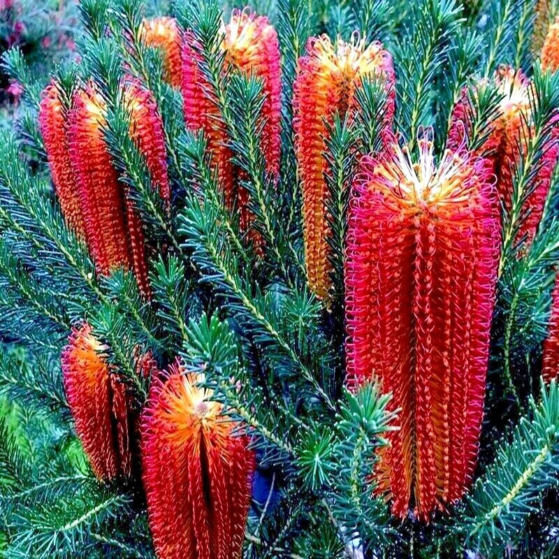 lantern fireworks flower seeds