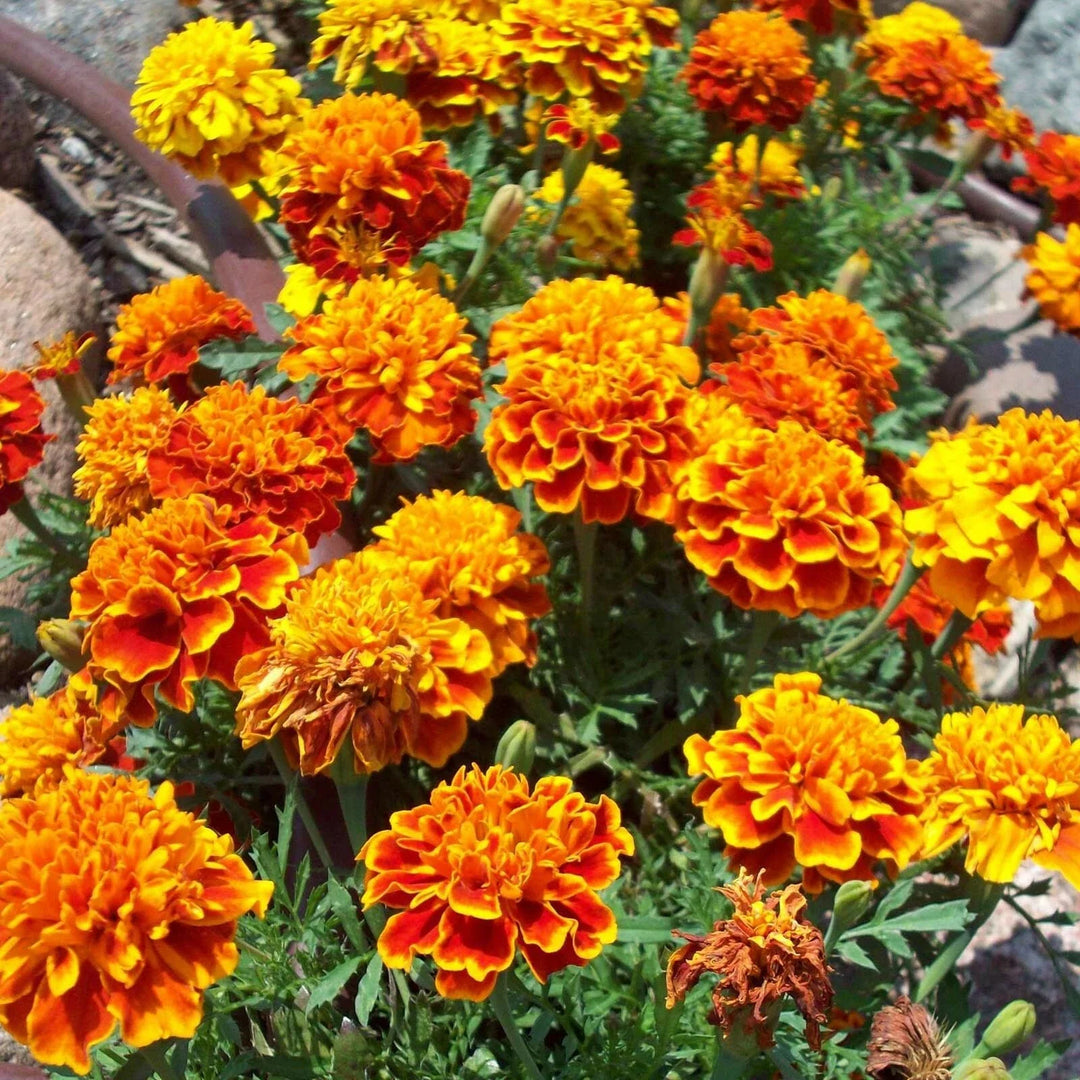 marigold french flower seeds