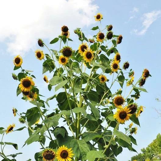 sunflower skyscraper flower seeds