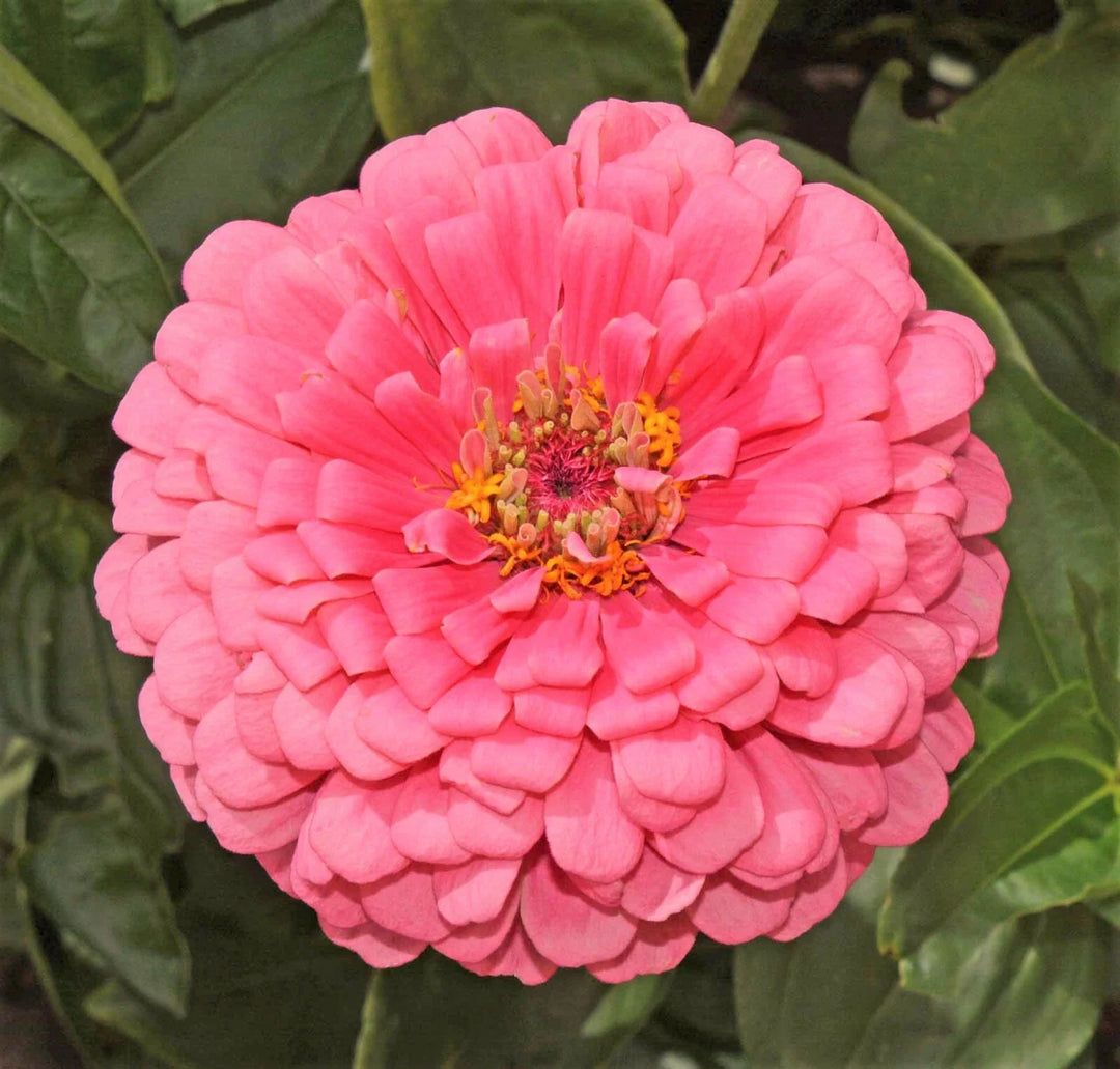 pink rose flower seeds