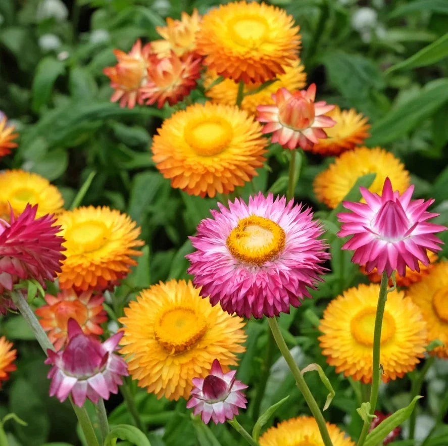 white sultane flower seeds