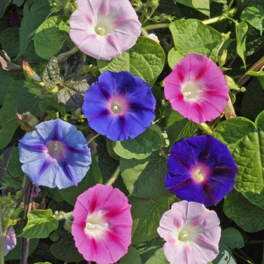 climbers deluxe flower seeds
