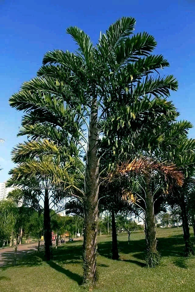 fishtail palm flower seeds