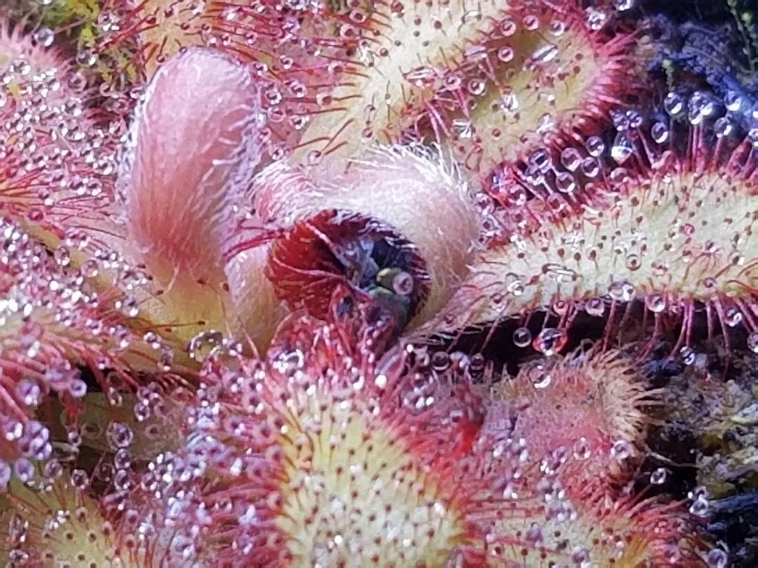 drosera venusta flower seeds