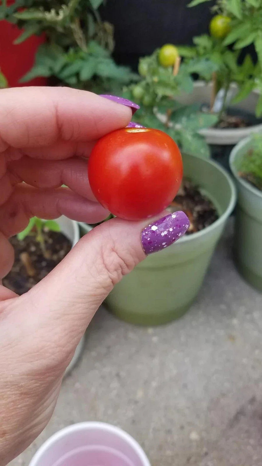 bajaja micro flower seeds