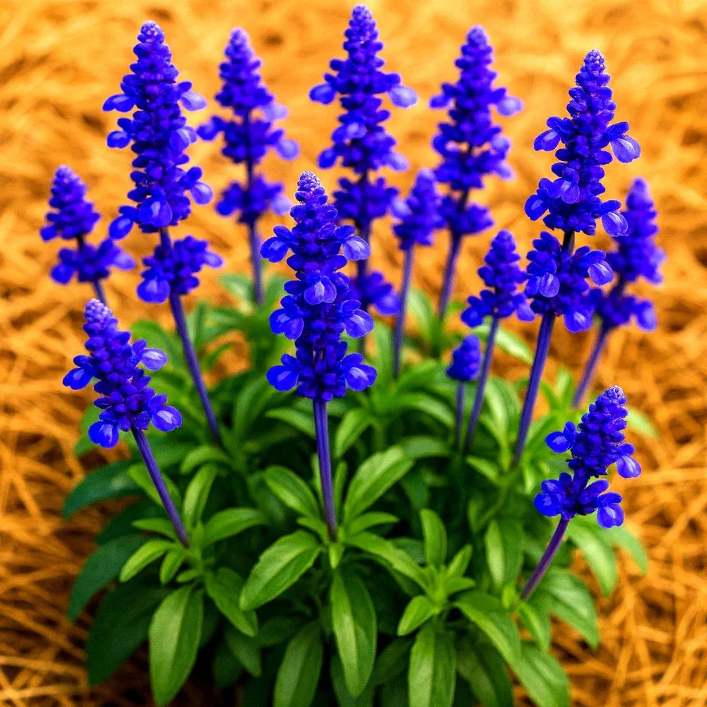 blue sage flower seeds