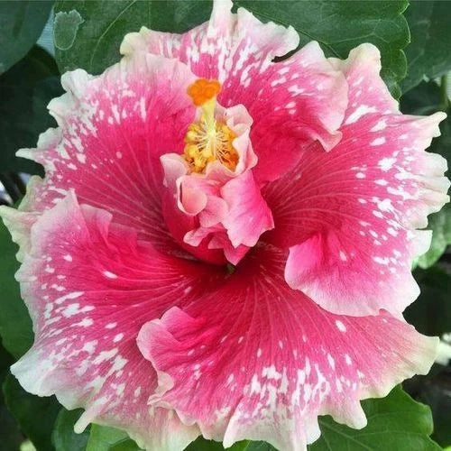 pink white flower seeds