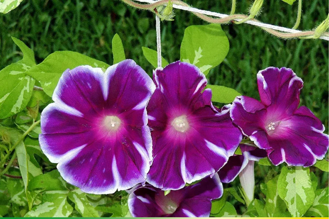purple velvet flower seeds