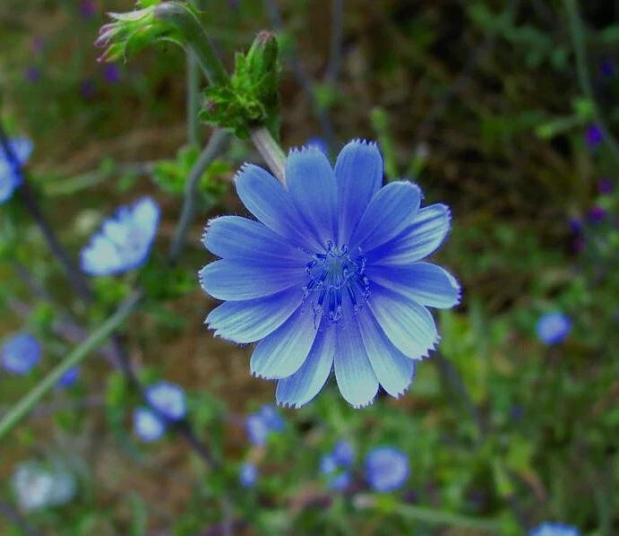 chicory food flower seeds