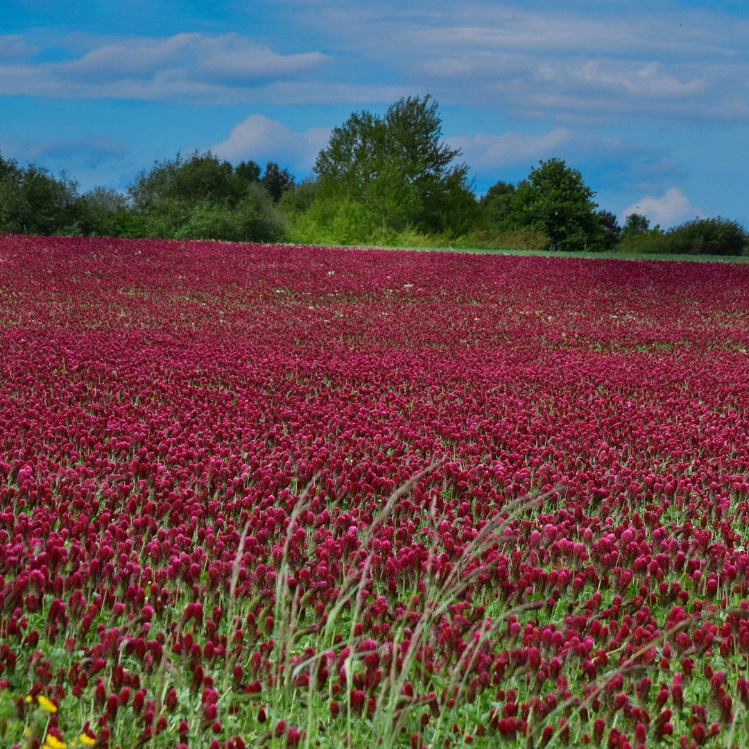 clover mix flower seeds