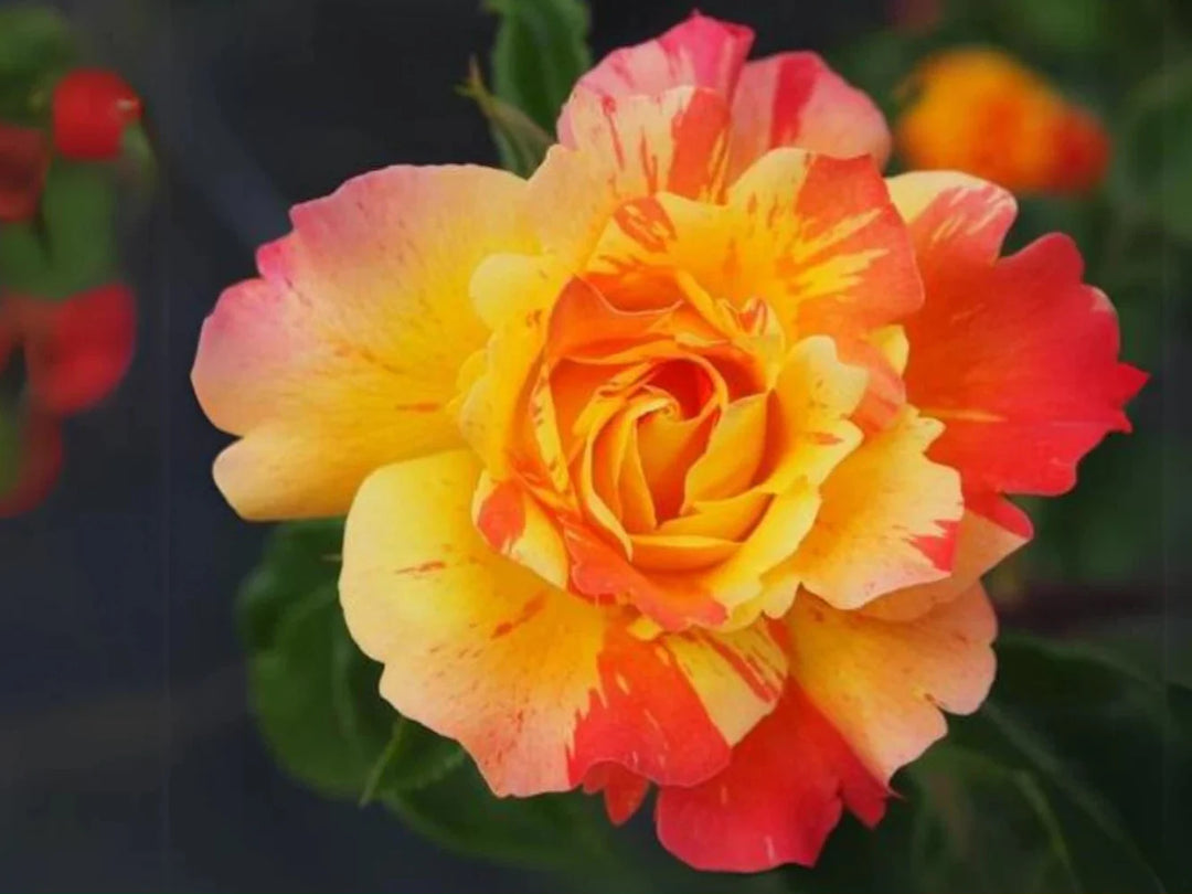 orange white flower seeds