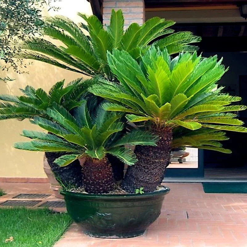 king sago flower seeds